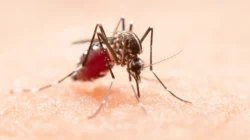 5 Cara Alami Mengusir Nyamuk agar Rumah Nyaman dan Bebas Gigitan