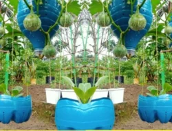 Jaksel Sulap Lahan Sempit Jadi Sawah: 1.200 Galon Bekas Tanam Padi, Hasil Panen Cemerlang