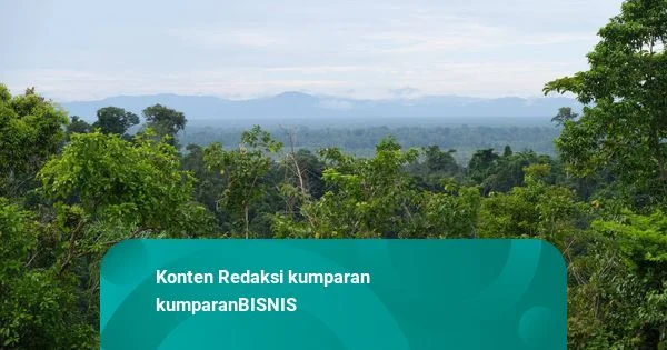 Kebijakan Kehutanan RI Masih Bertumpu pada Interpretasi Tunggal: Guru Besar UGM Soroti Defisiensi Ilmu Kebijakan