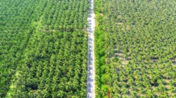 Membangun Pertanian Regeneratif di Perkebunan Kelapa Sawit: Solusi Berkelanjutan untuk Masa Depan