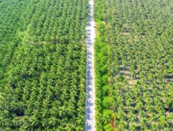 Membangun Pertanian Regeneratif di Perkebunan Kelapa Sawit: Solusi Berkelanjutan untuk Masa Depan