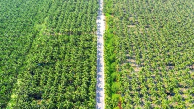 Membangun Pertanian Regeneratif di Perkebunan Kelapa Sawit: Solusi Berkelanjutan untuk Masa Depan