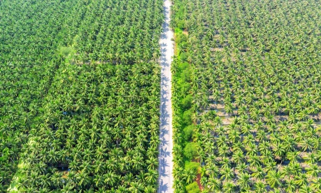 Membangun Pertanian Regeneratif di Perkebunan Kelapa Sawit: Solusi Berkelanjutan untuk Masa Depan