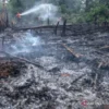 Kebakaran Besar Melanda Indonesia: Dari Karhutla Sawit hingga Rumah Kos, Ancaman Asap dan Hukum Baru