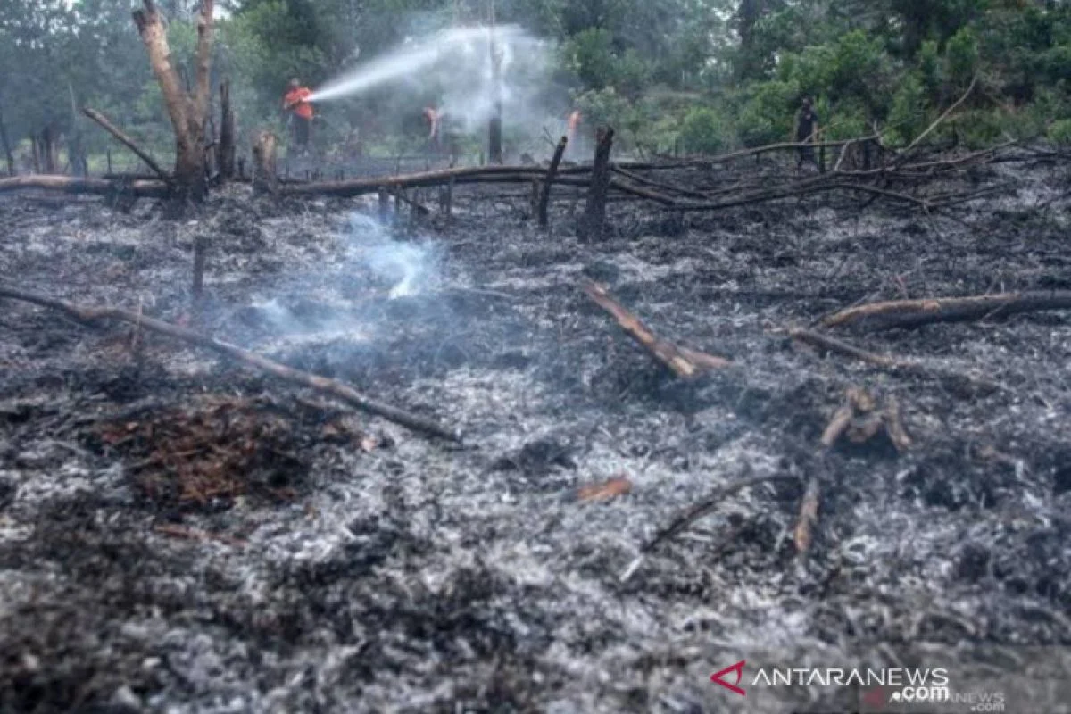 Kebakaran Besar Melanda Indonesia: Dari Karhutla Sawit hingga Rumah Kos, Ancaman Asap dan Hukum Baru